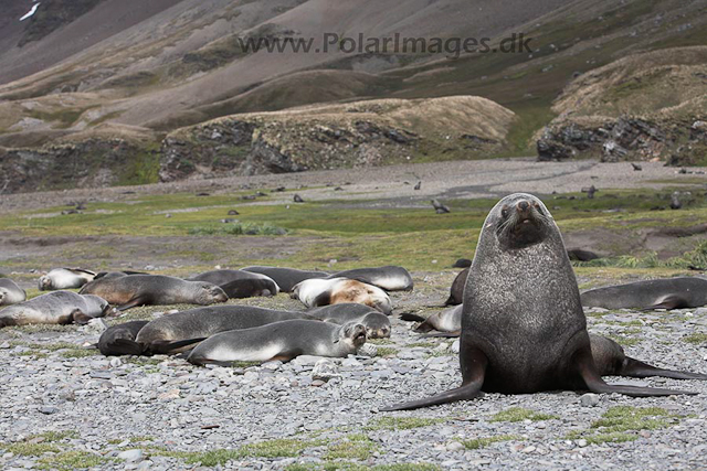 Antarctic fur seals, SG_MG_9527