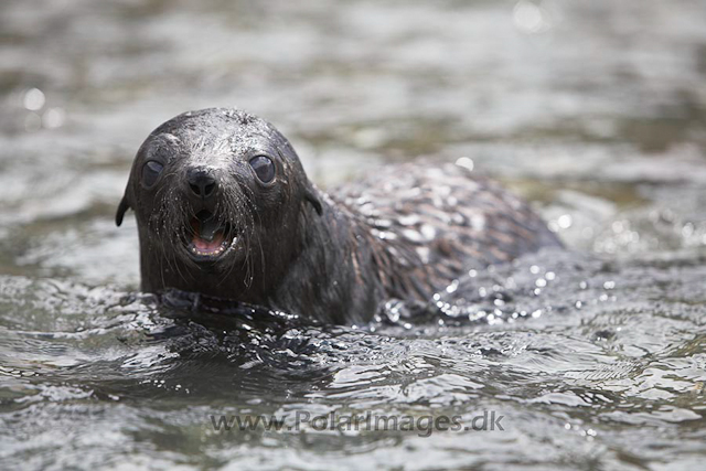 Antarctic fur seals, SG_MG_9634