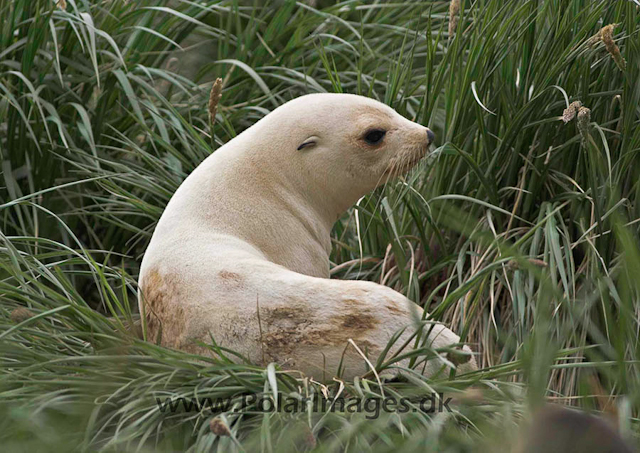 Cooper White fur seal PICT7187