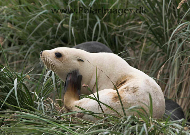 Cooper White fur seal PICT7188