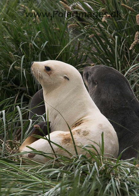 Cooper White fur seal PICT7193