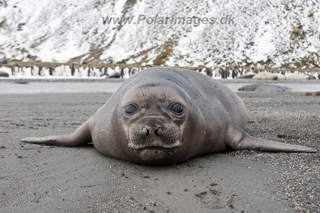 Elephant Seal pup_MG_5825