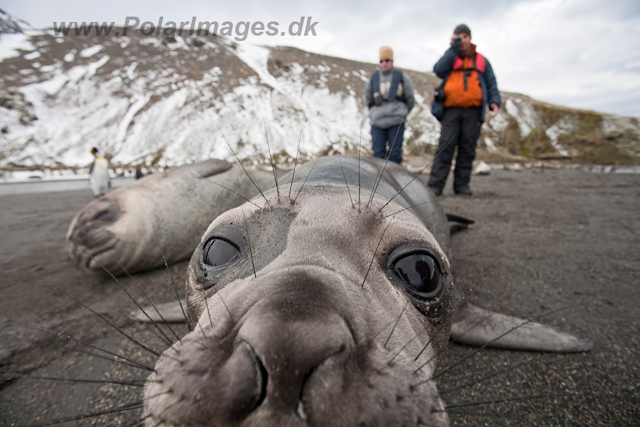 Elephant Seal pup_MG_5849