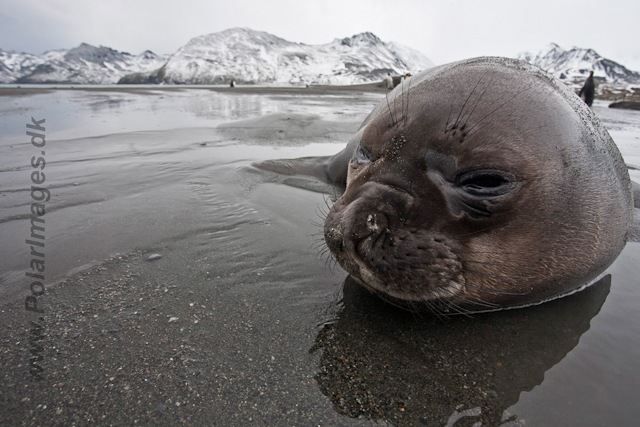 Elephant Seal pup_MG_5862