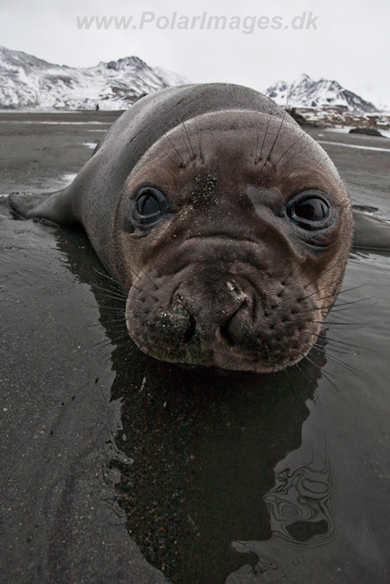 Elephant Seal pup_MG_5863