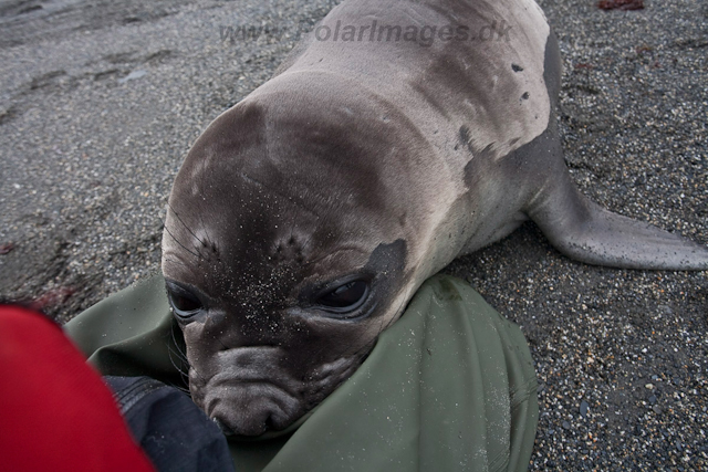 Elephant Seal pup_MG_5871