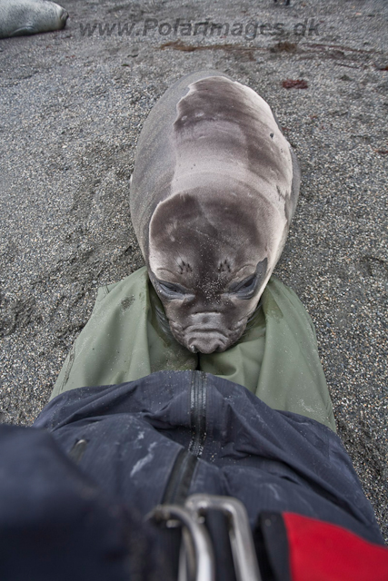 Elephant Seal pup_MG_5879