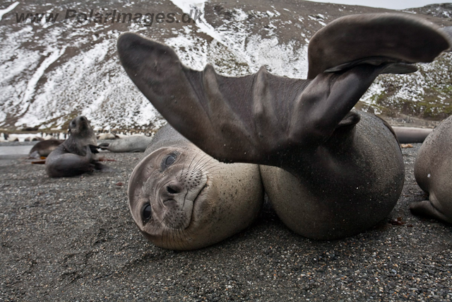 Elephant Seal pup_MG_5922