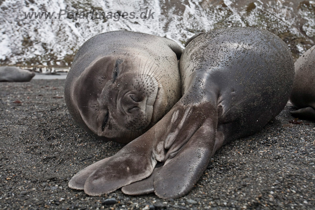 Elephant Seal pup_MG_5923