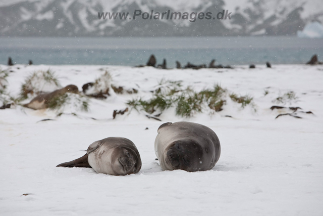 Elephant seal pups, December_MG_5667