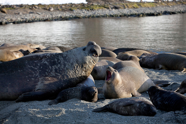 Elephant seals, Ocean Harbour_MG_0833