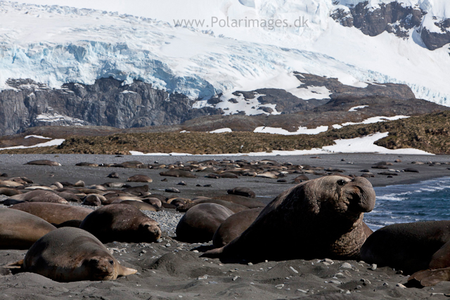 Elephant seals, Possession Bay_MG_7653