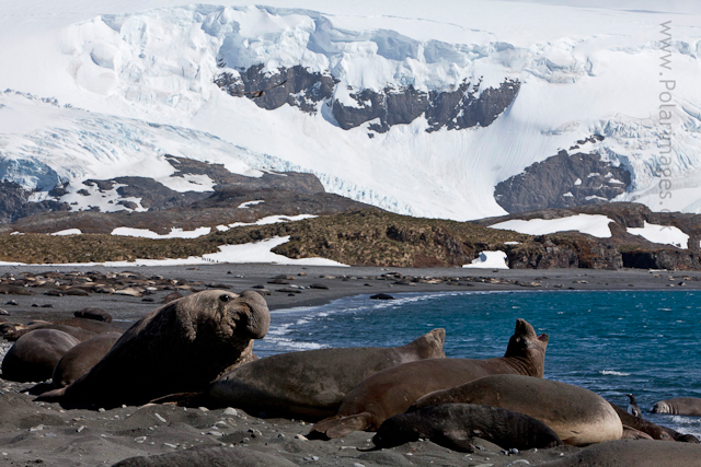 Elephant seals, Possession Bay_MG_7656