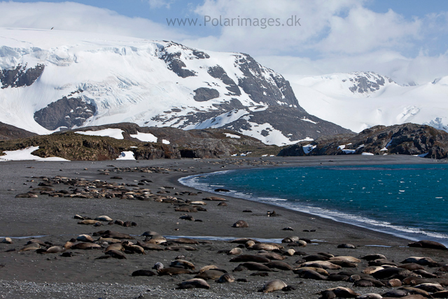 Elephant seals, Possession Bay_MG_7663