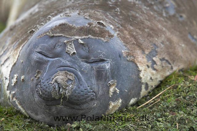 Grytviken Elephant_MG_7768