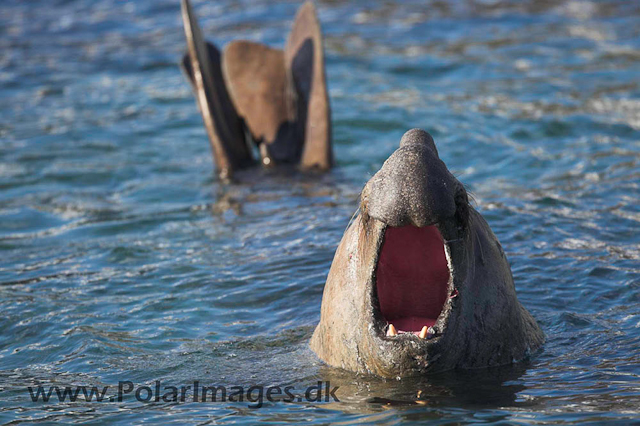 Grytviken SG Elephant seal_MG_0881