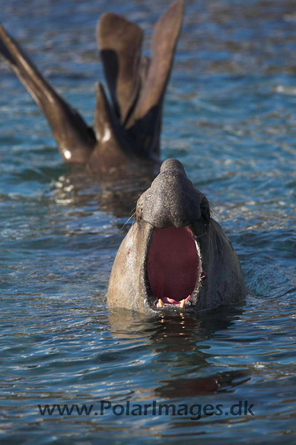 Grytviken SG Elephant seal_MG_0882