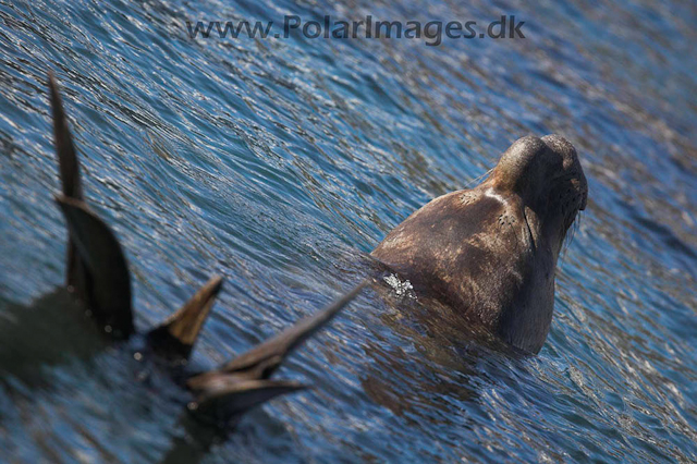 Grytviken SG Elephant seal_MG_0897