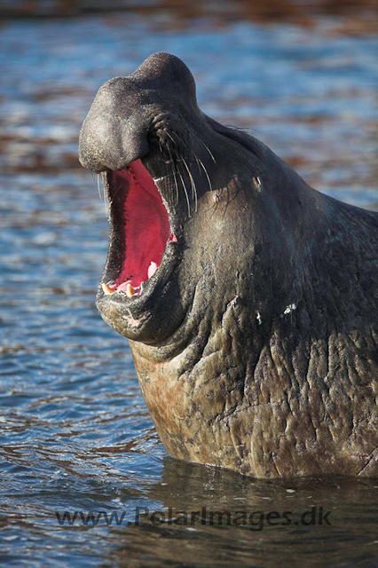 Grytviken SG Elephant seal_MG_0931