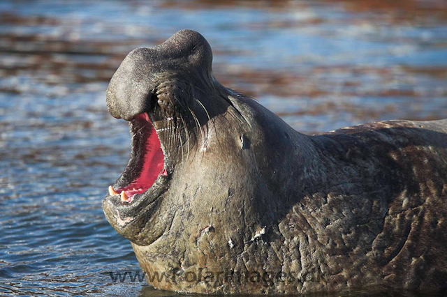 Grytviken SG Elephant seal_MG_0942