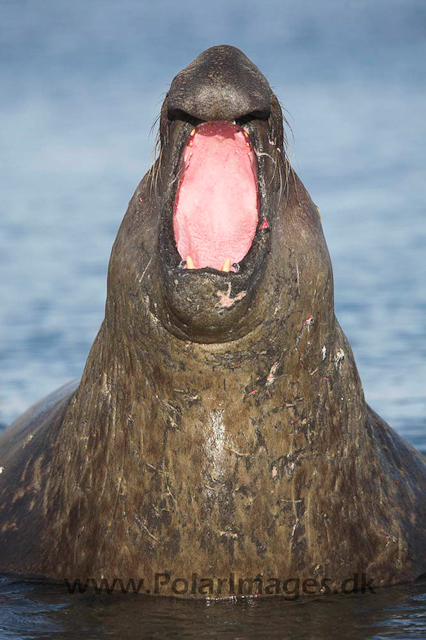 Grytviken SG Elephant seal_MG_0964