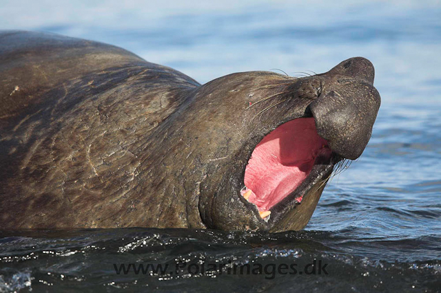 Grytviken SG Elephant seal_MG_0975