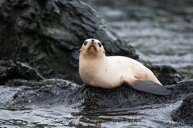 Leucistic Antarctic Fur Seal_MG_1279