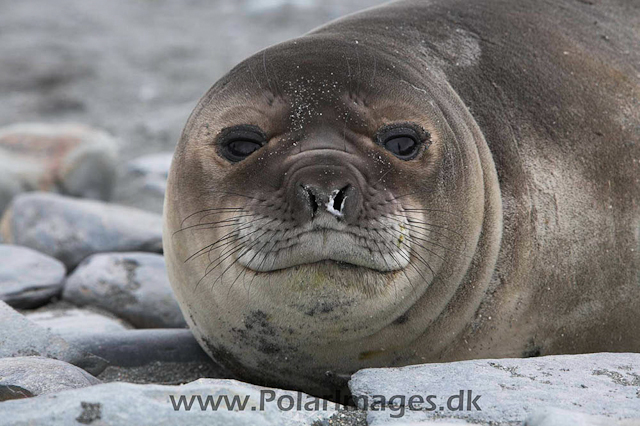 Salisbury Elephant seal_MG_7312