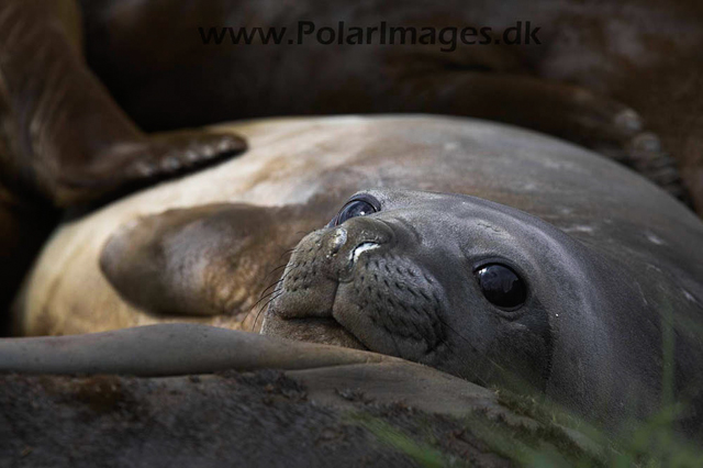 Salisbury Elephant seal_MG_7385