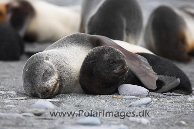 Salisbury Plain Fur seals_MG_7377