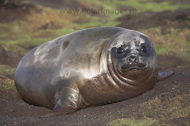 Southern elephant seal_MG_7632