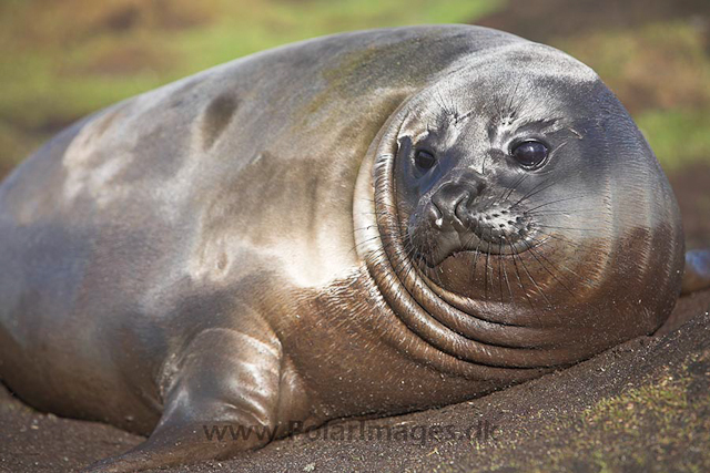 Southern elephant seal_MG_7634