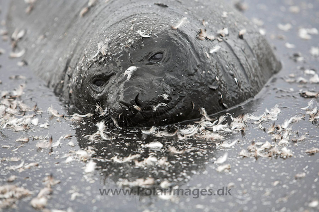 Southern elephant seal, SG_MG_7366