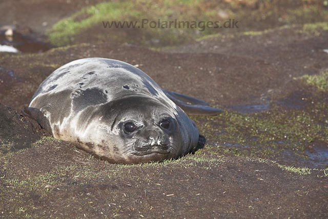 Southern elephant seal, SG_MG_7631