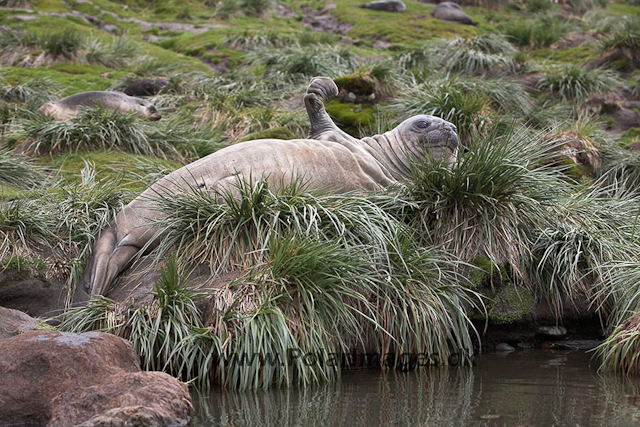 Southern elephant seal, SG_MG_9481