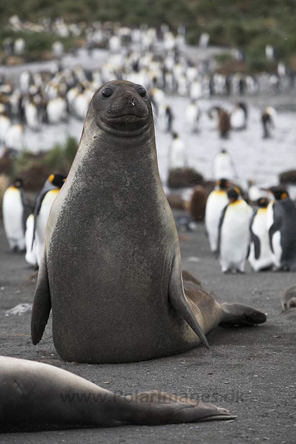 Southern elephant seal, SG_MG_9871