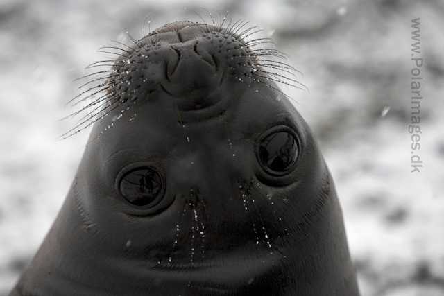 Southern elephant seal pup_MG_0779