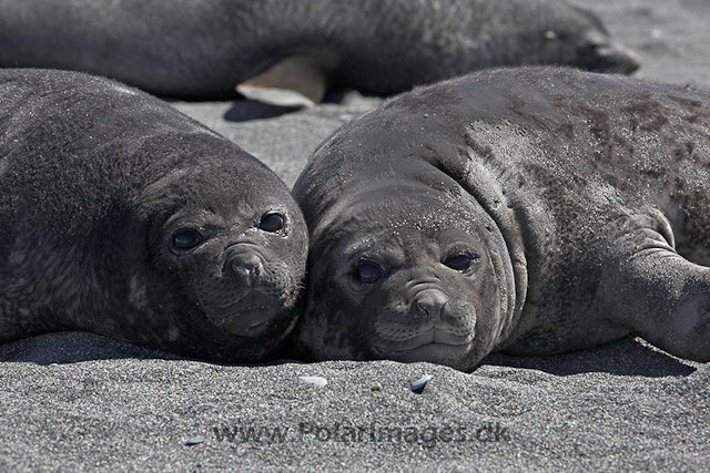 Southern elephant seals_MG_7091