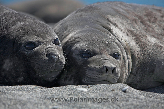 Southern elephant seals_MG_7094