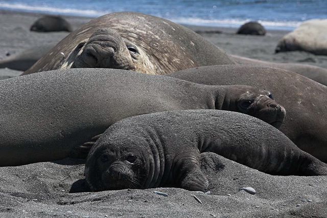 Southern elephant seals_MG_7110