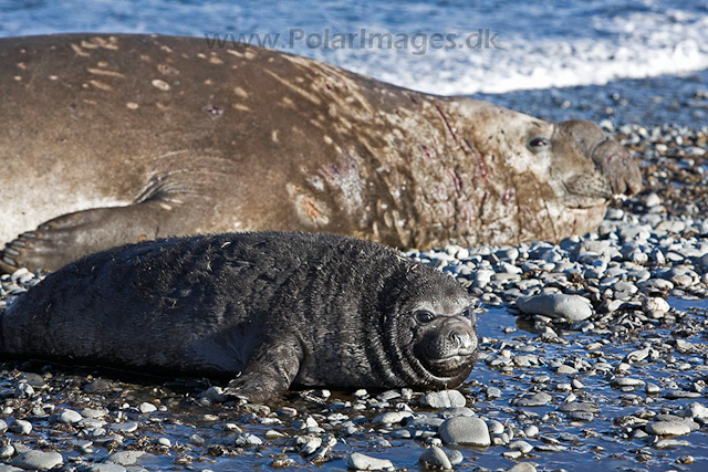 Southern elephant seals_MG_7646