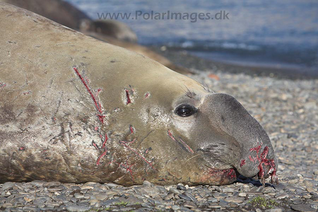 Southern elephant seals_MG_7666