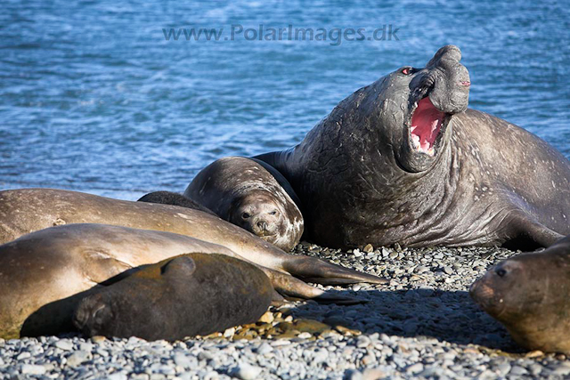 Southern elephant seals_MG_7689