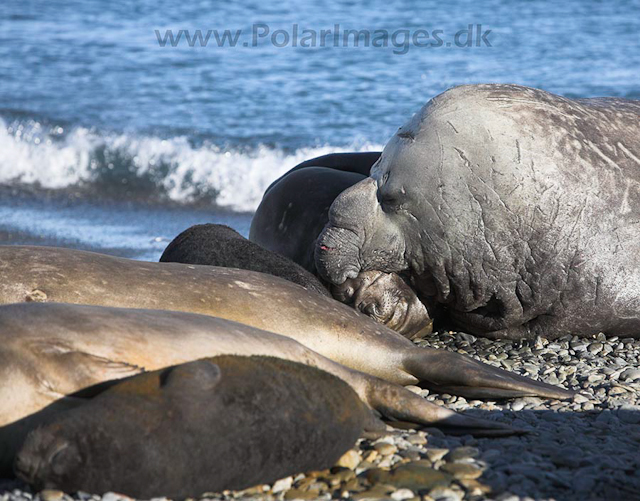 Southern elephant seals_MG_7692