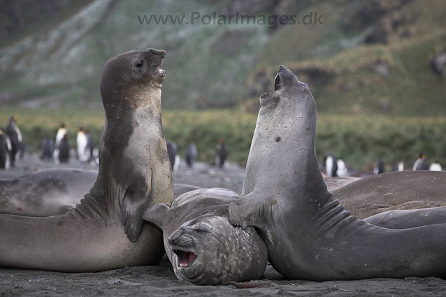 Southern elephant seals_MG_9754