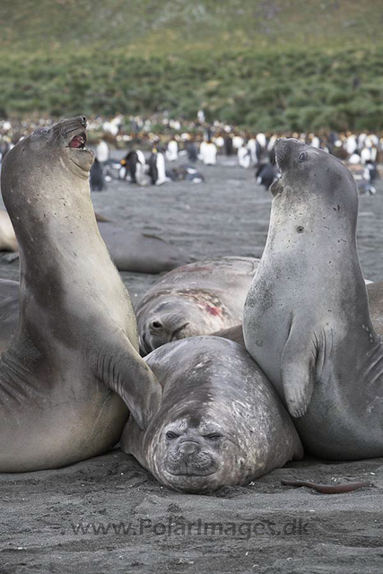 Southern elephant seals_MG_9767