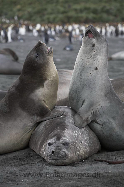 Southern elephant seals_MG_9770