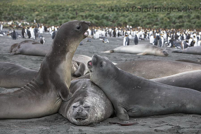 Southern elephant seals_MG_9783