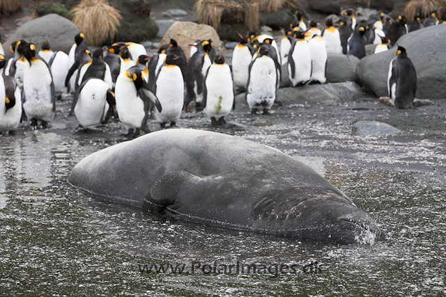 Southern elephant seals_MG_9805