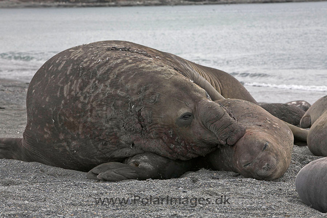 Southern elephant seals, SG_MG_7296